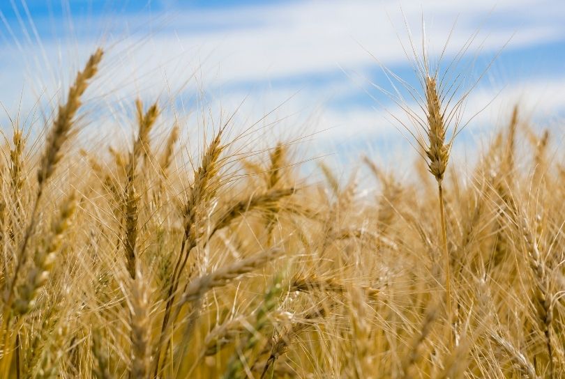 The federal government has introduced 50% cut in the subsidized wheat for Gilgit-Baltistan