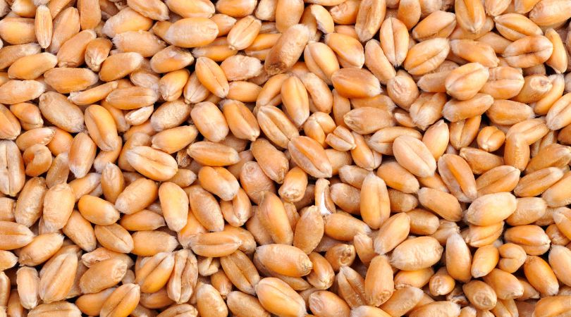 G-B Government Imposes Ban on Wheat Transportation Outside to Ensure Equitable Distribution